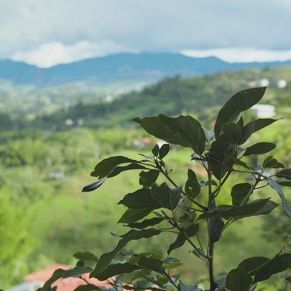 Pack de 10 Separadores para videos